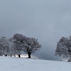 Vom Sturm geformt III