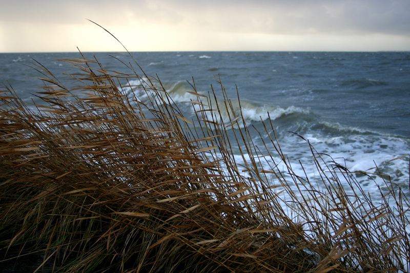 Vom Sturm gepeitscht