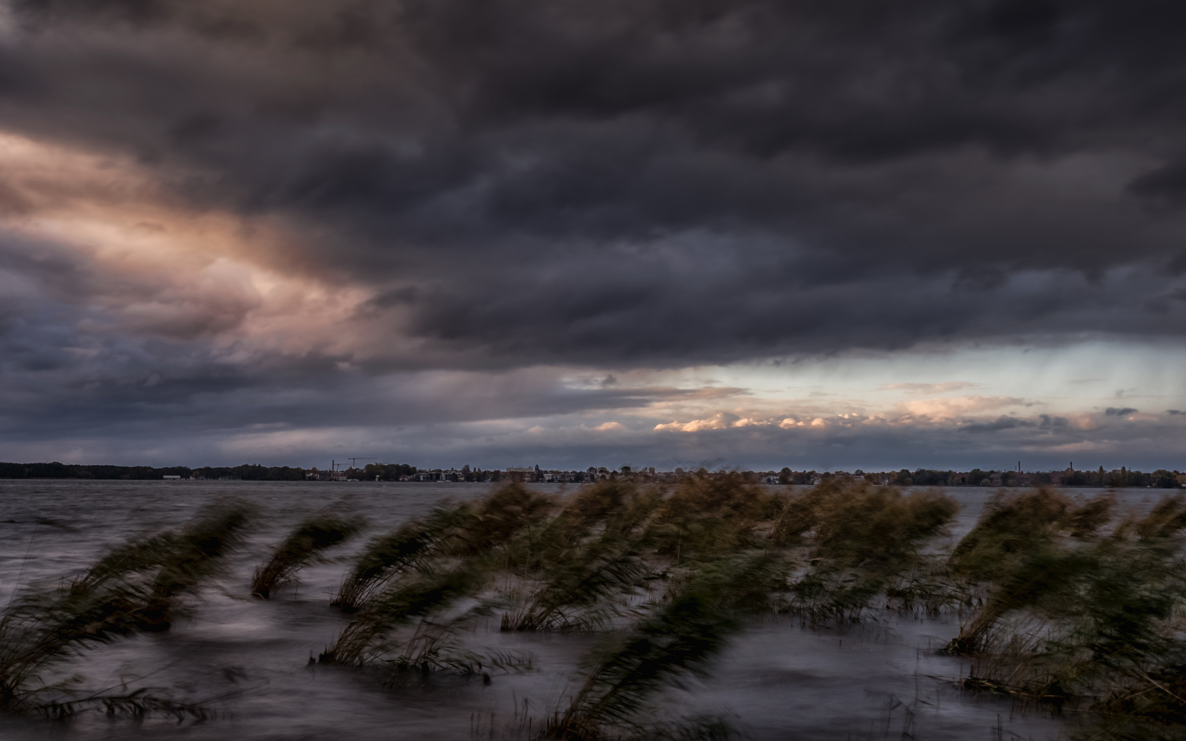 Vom Sturm gepeitschtes Schilfgras