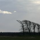 Vom Sturm getrieben...