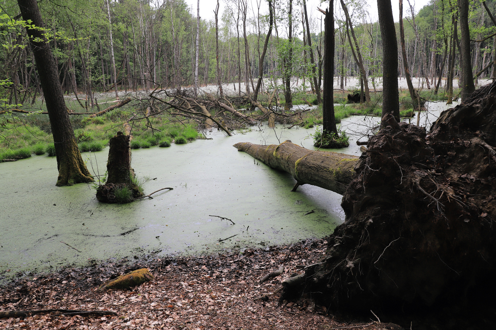 vom sturm geworfen