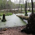 vom sturm geworfen