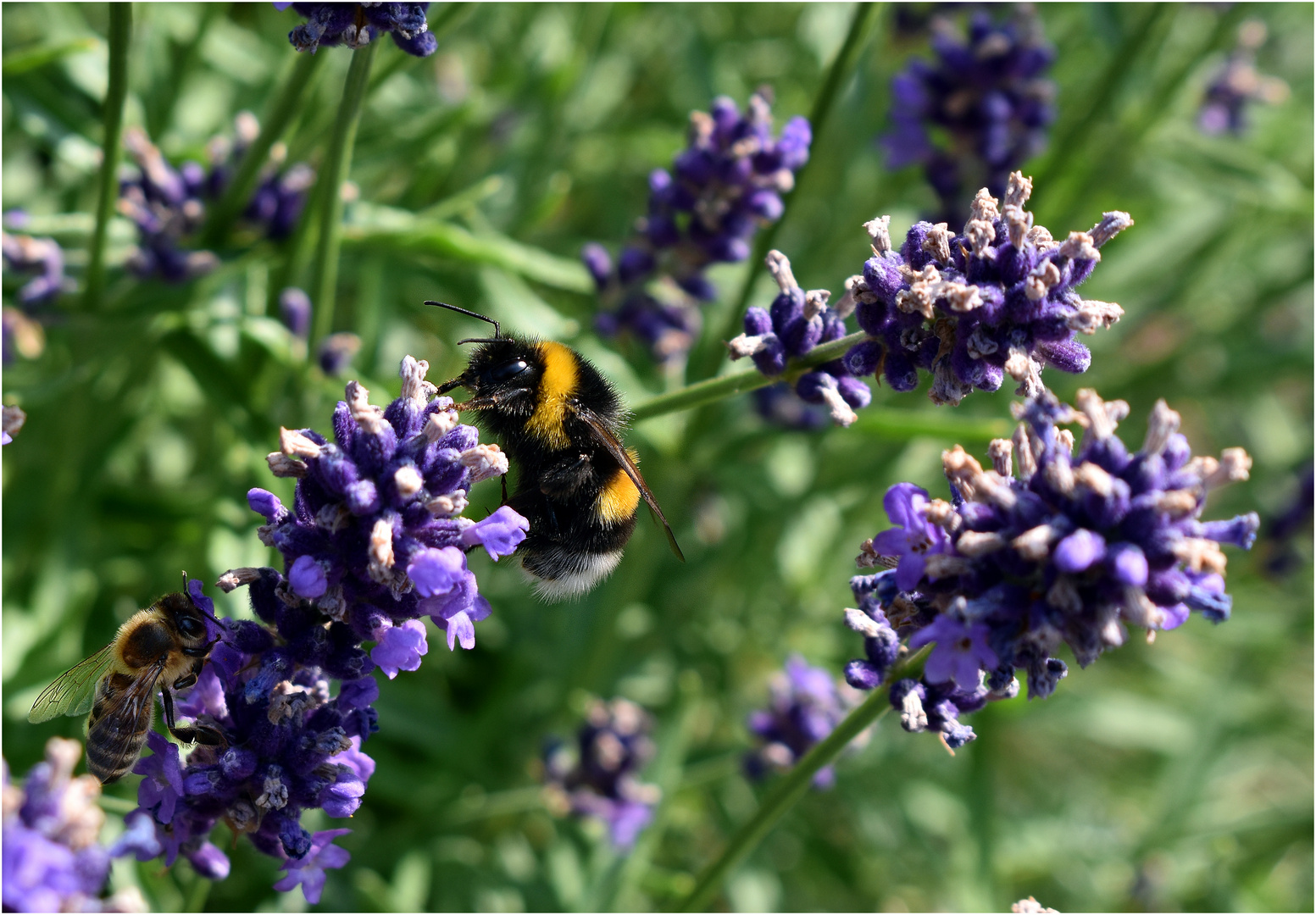 vom Summen im Lavendel