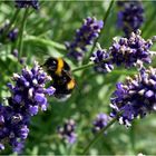 vom Summen im Lavendel