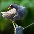 vom teichhuhn...