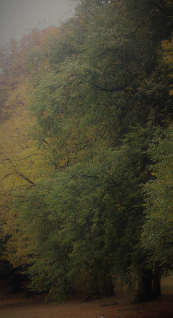 vom Träumen bei den Bäumen im Herbst...