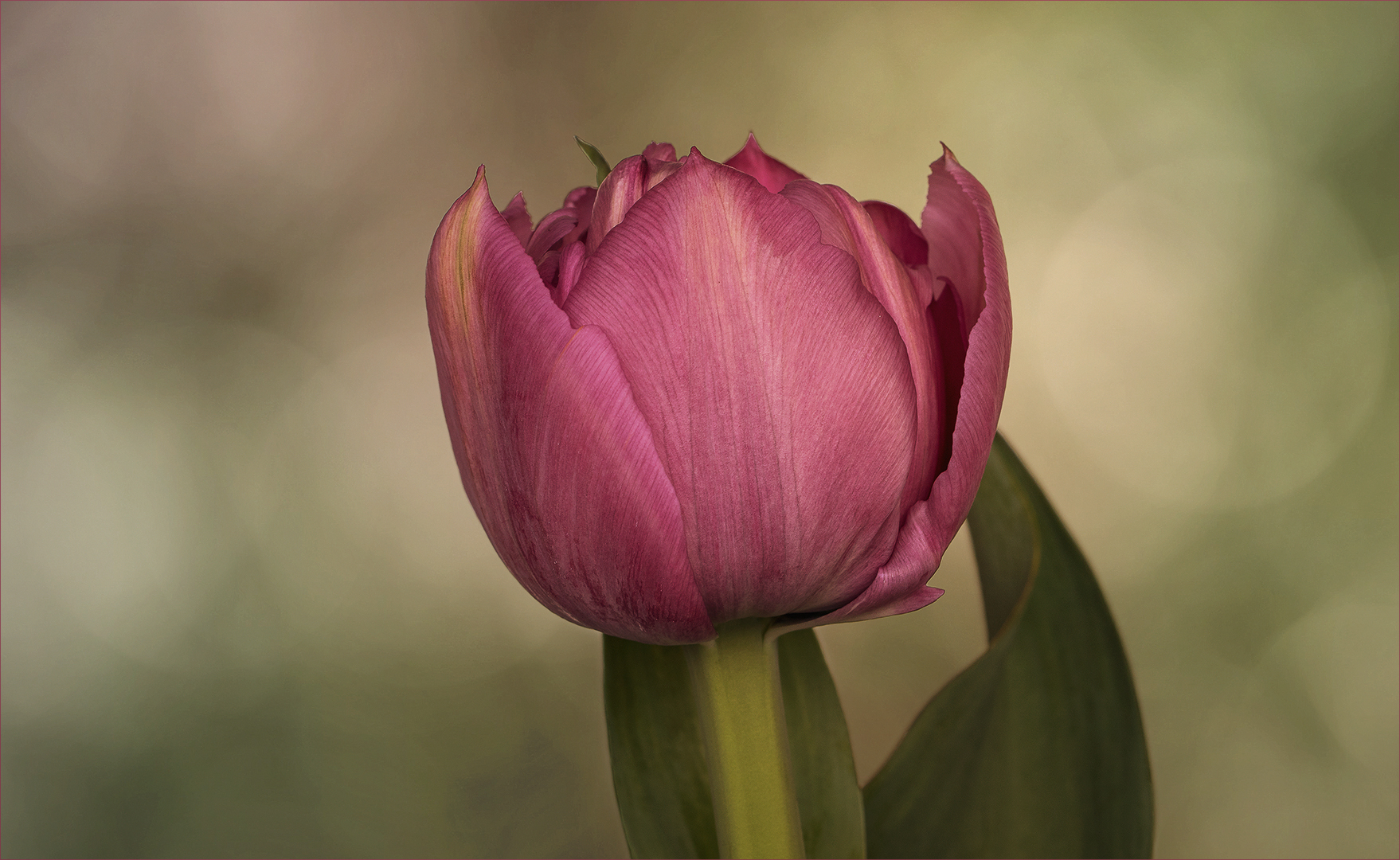 Vom Tulpenfeld...