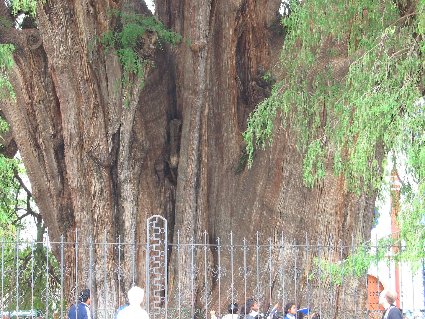 vom Umfang, der größte Baum der Welt