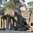 Vom Urwald überwucherten Ta-Prohm Tempel spürt man die Ursprünglichket von Ankor