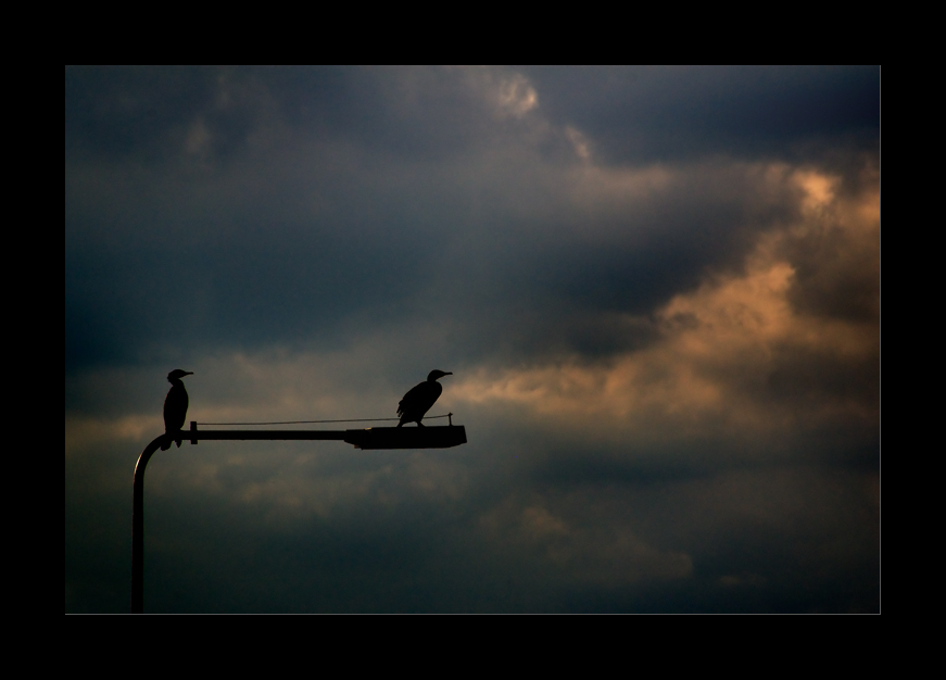 Vom Vogel, der hinaus in Welt zog, um König zu werden