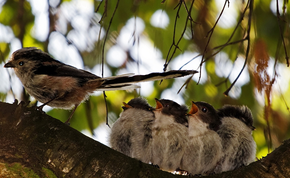 vom Vogelgezwitscher geweckt zu werden