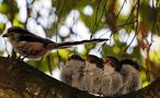 vom Vogelgezwitscher geweckt zu werden von Markus Peerenboom 