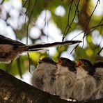 vom Vogelgezwitscher geweckt zu werden