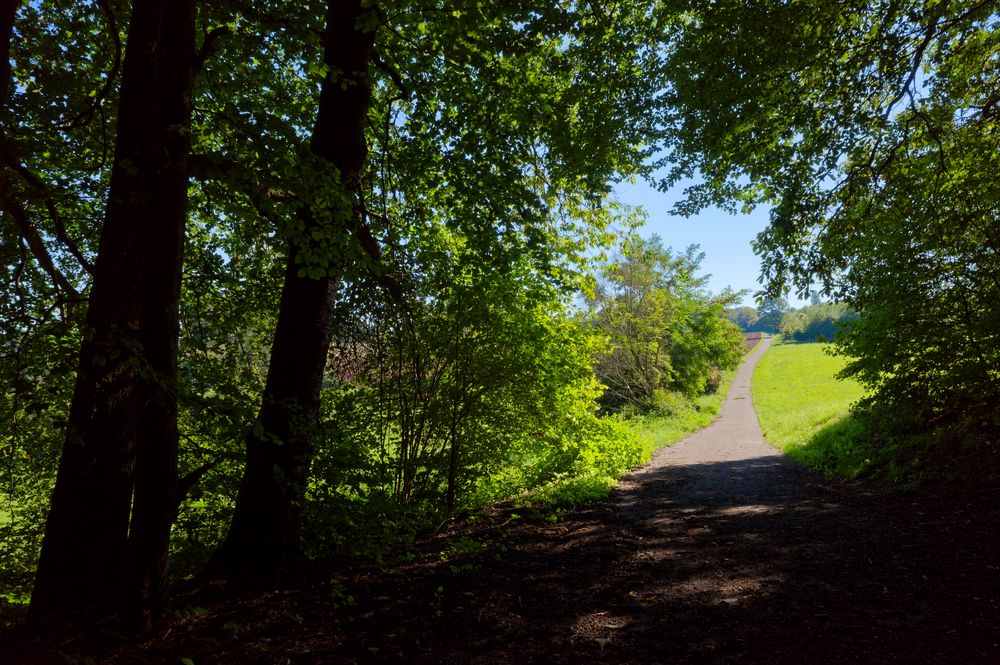 Vom Wald aufs Feld