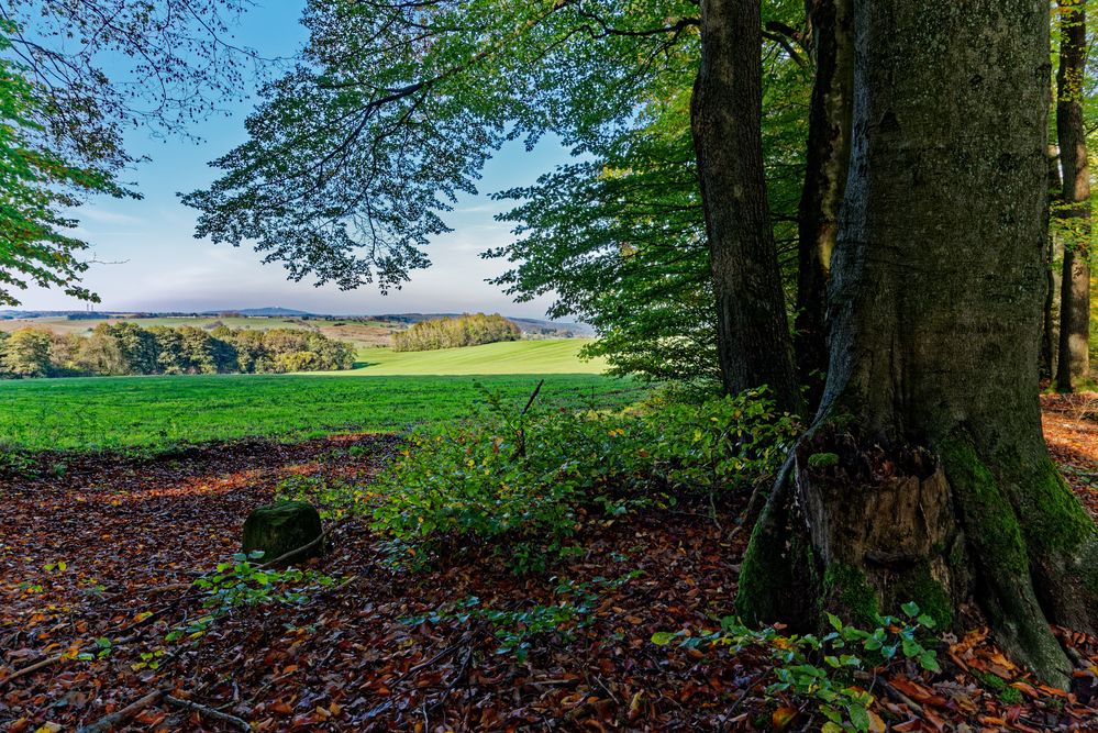 Vom Wald ins Feld