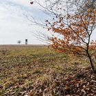 Vom Wald ins Feld