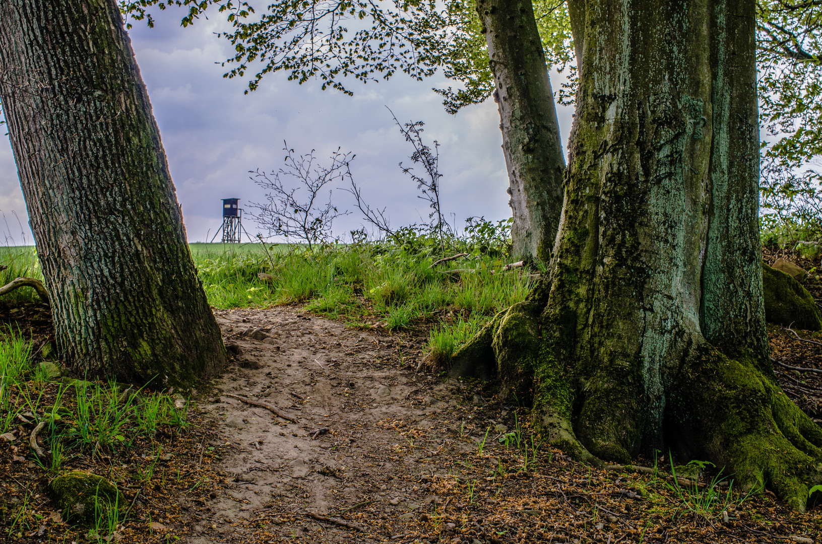 vom Wald ins Feld