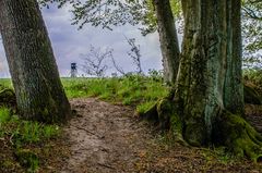 vom Wald ins Feld