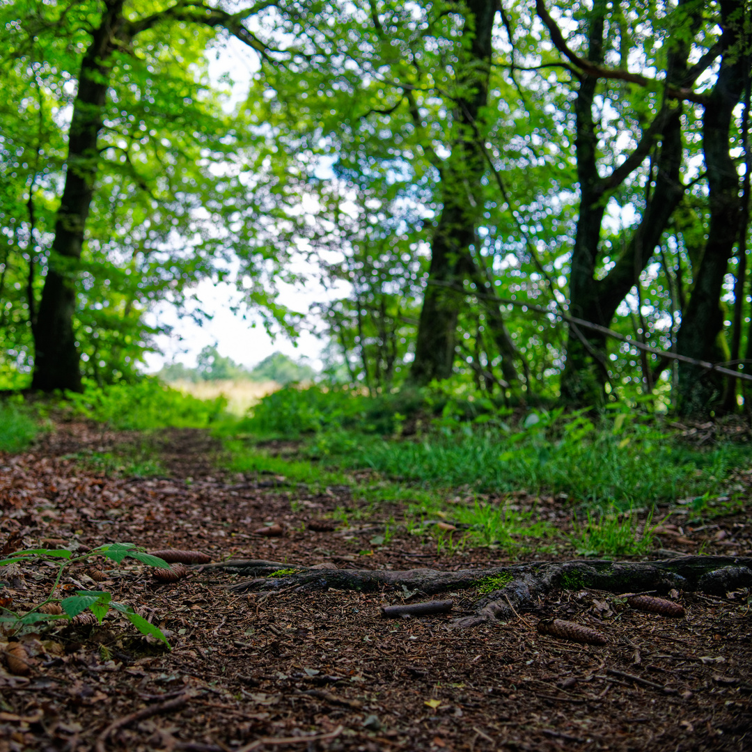 Vom Wald ins offene Feld