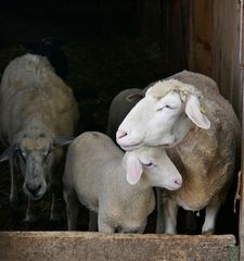 Vom Warten auf das Öffnen der Stalltür
