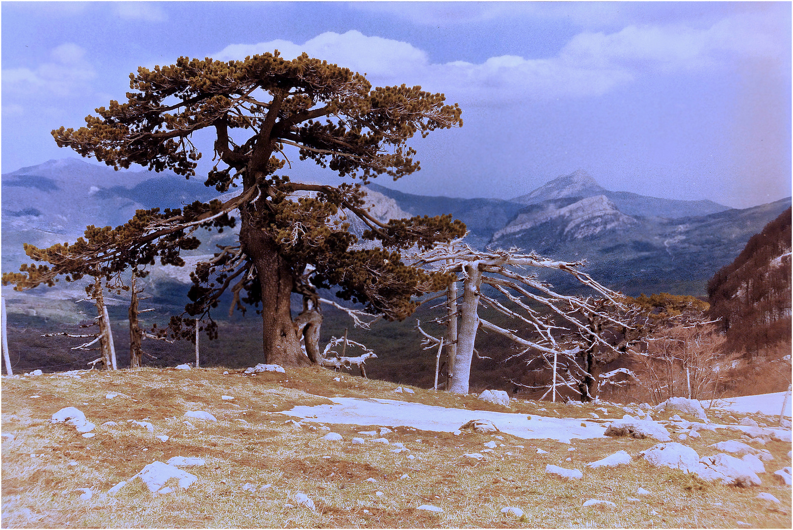 Vom Werden und Vergehen einer Panzerkiefer auf dem Monte Pollino