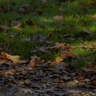 Vom Werden und Vergehen unserer Natur.