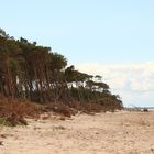 Vom Westwind gebeugte Kieferwälder am Weststrand