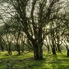 vom Wetter gezeichnete Baumgruppe