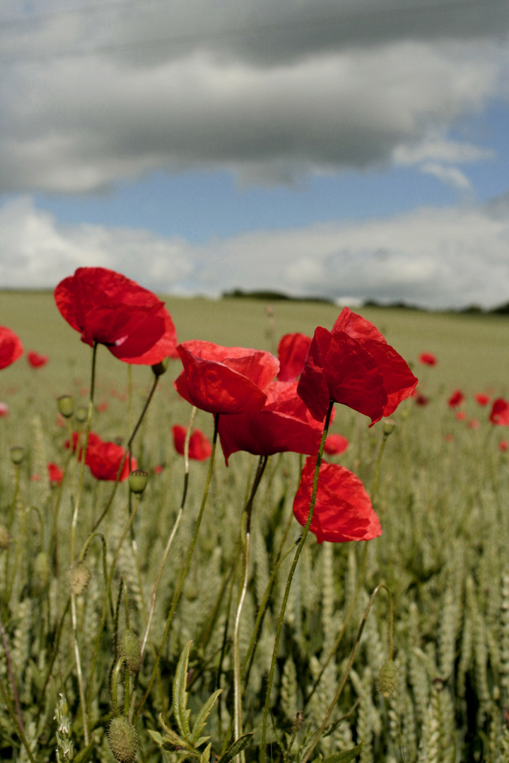 vom wilden Mohn