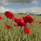 vom wilden Mohn