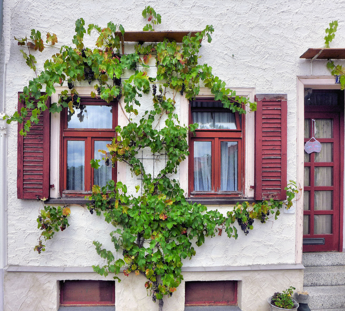 Vom wilden Wein umzingelt