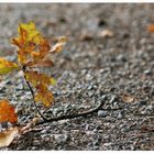 vom Wind fortgetragen