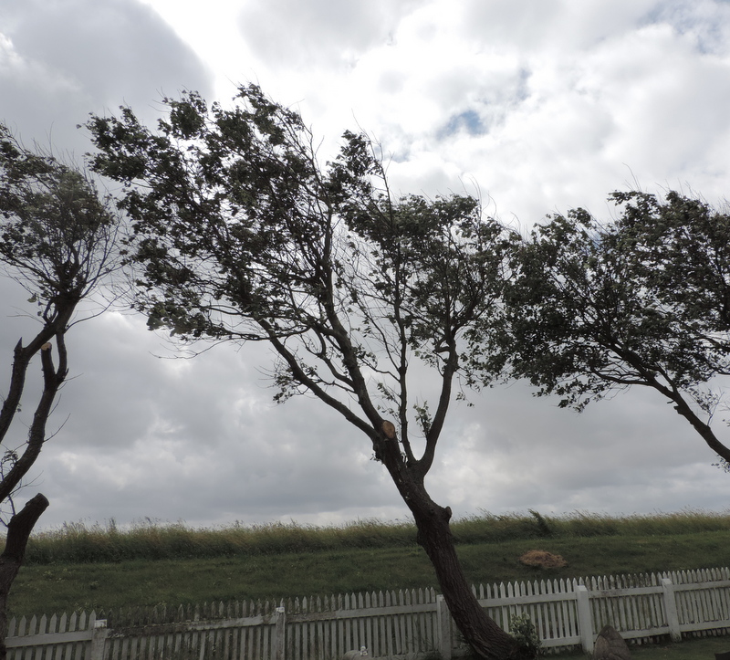 Vom Wind gebeugt