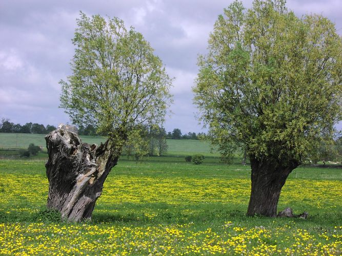 Vom Wind gebeugt