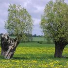 Vom Wind gebeugt