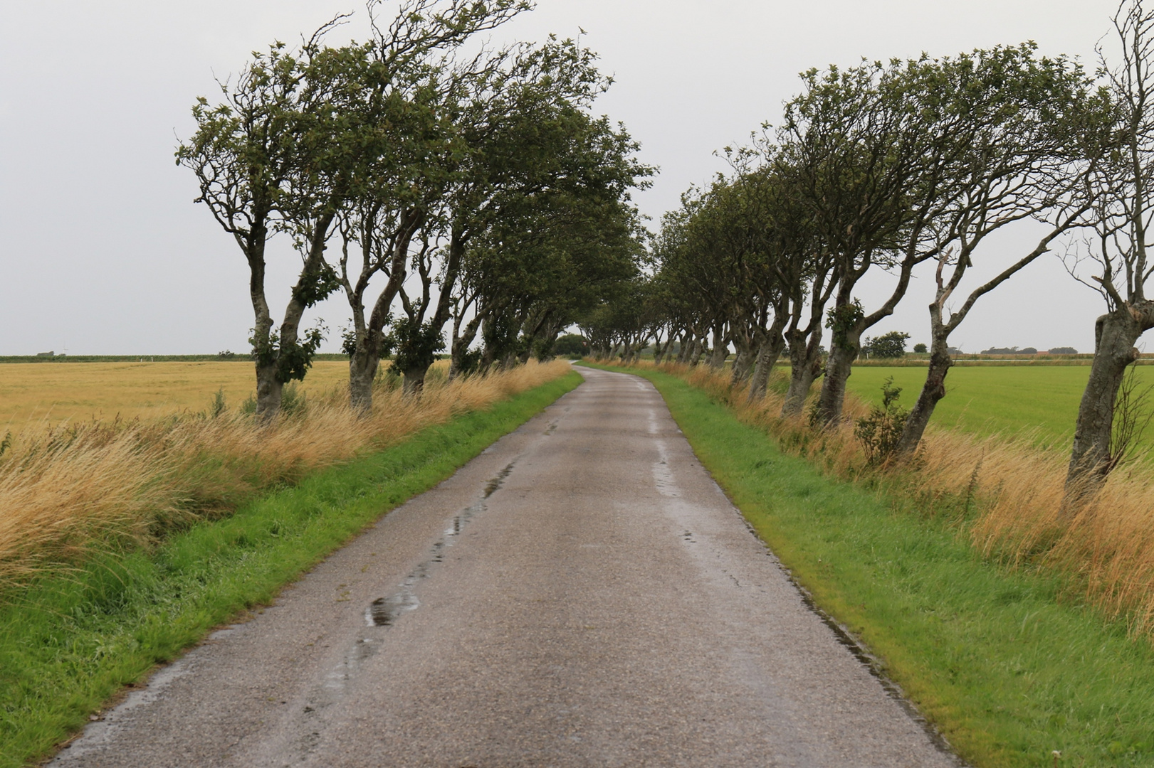 Vom Wind gebeugt