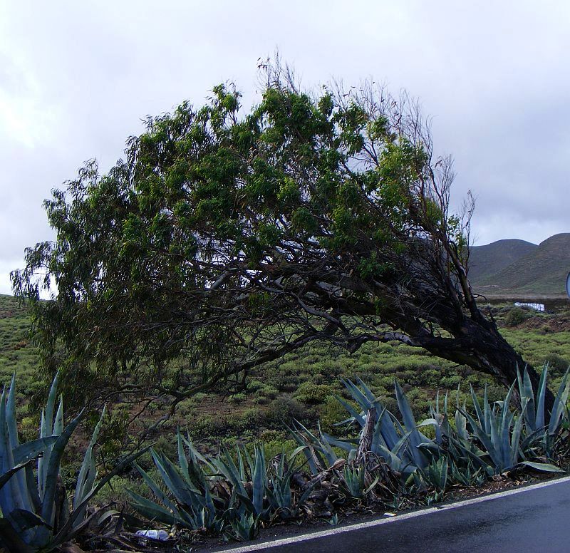 Vom Wind gebeugt