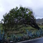 Vom Wind gebeugt