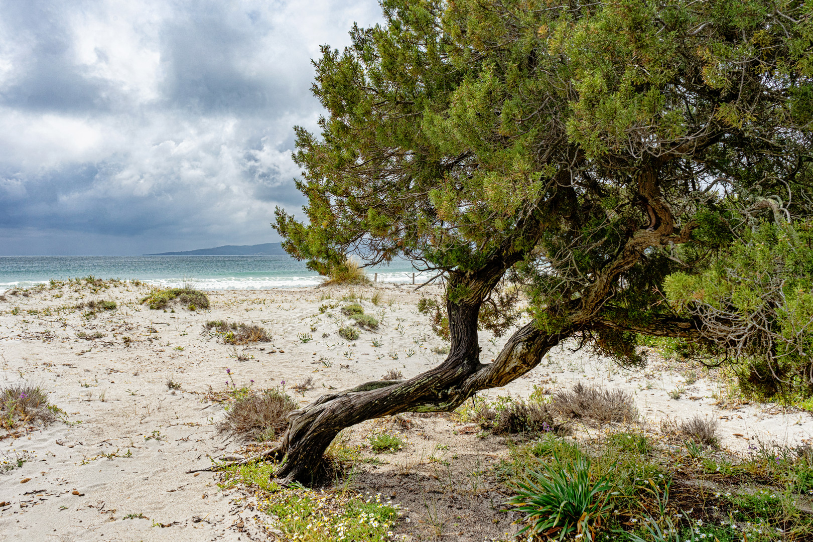 Vom Wind gebeugt