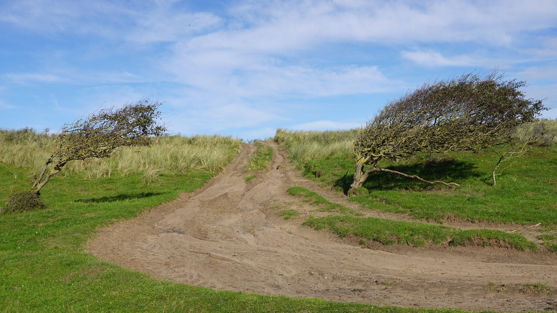 Vom Wind gebeugt, Feldweg