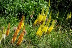 vom wind gebeugte...