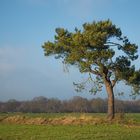 vom Wind gebogen