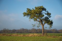 vom Wind gebogen