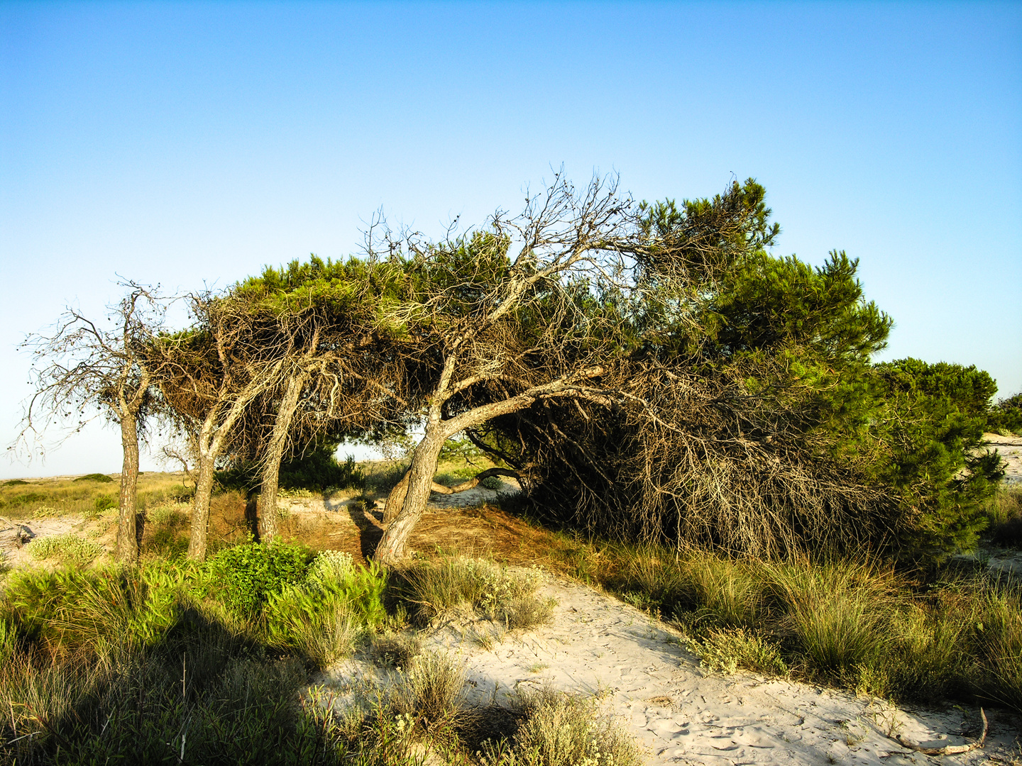 Vom Wind geformt