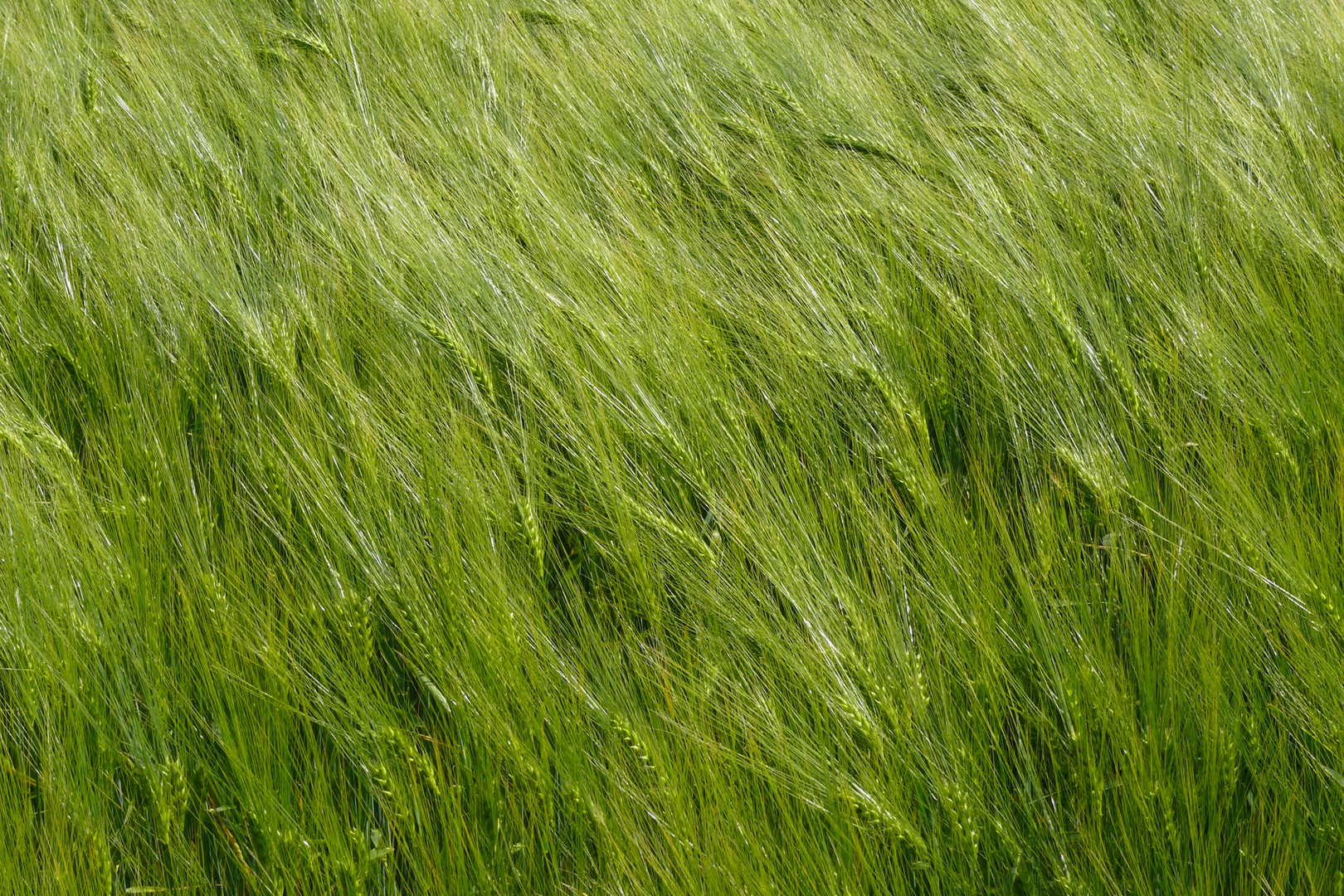 vom Wind geglättet