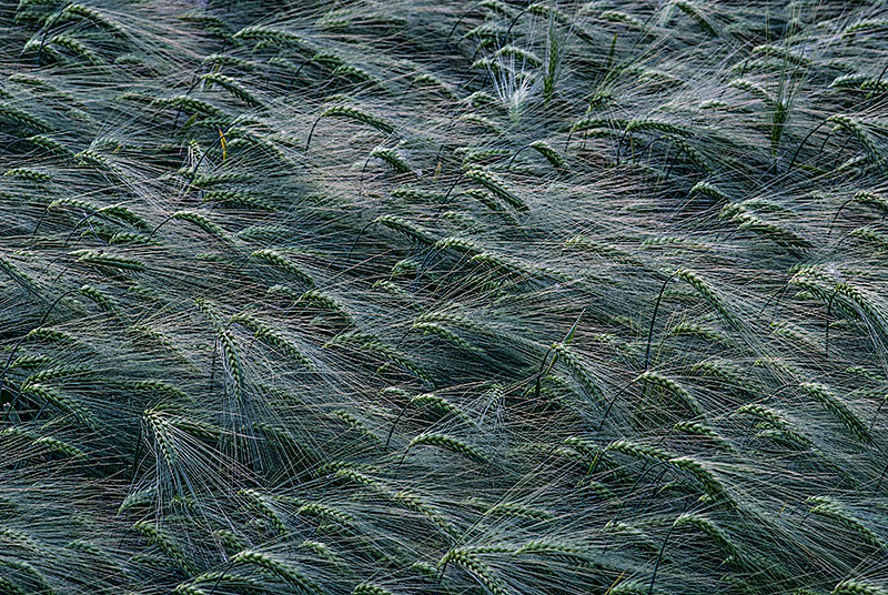 Vom Wind gekämmtes Getreidefeld