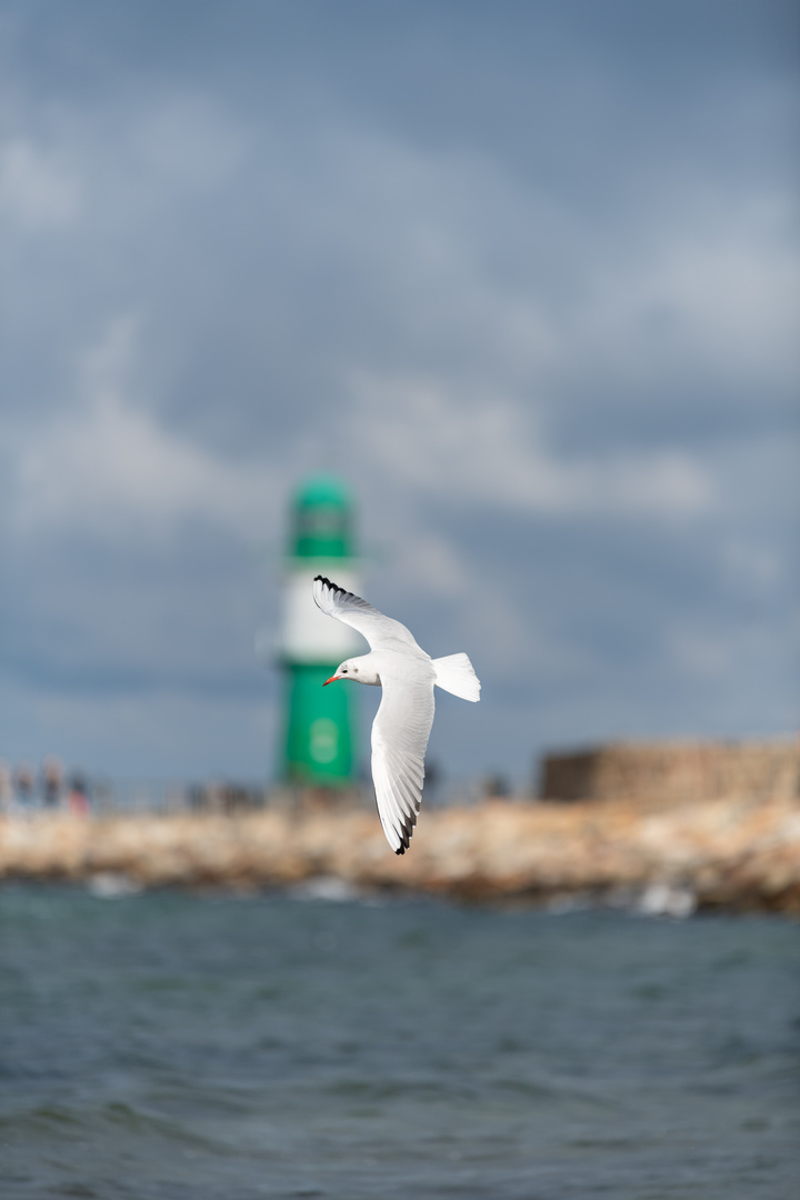 Vom Wind getragen