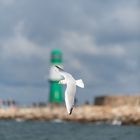 Vom Wind getragen