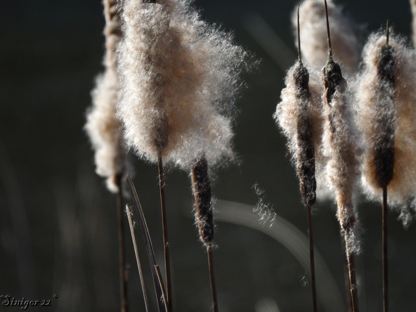 vom Wind geweht...