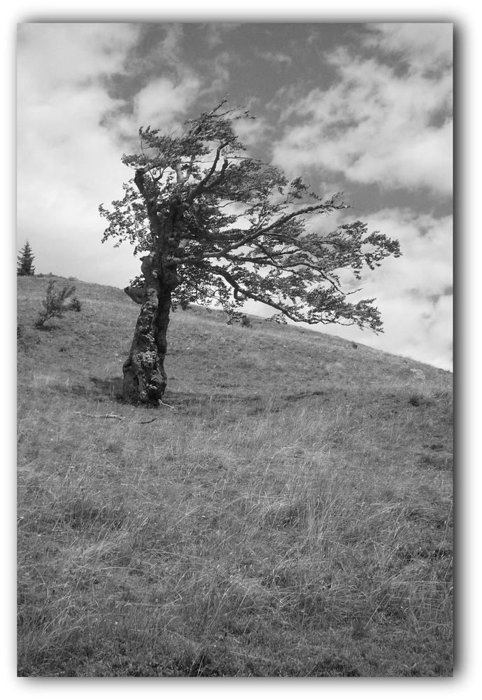 Vom Wind gezeichnet......